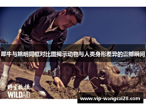 犀牛与姚明同框对比图揭示动物与人类身形差异的震撼瞬间